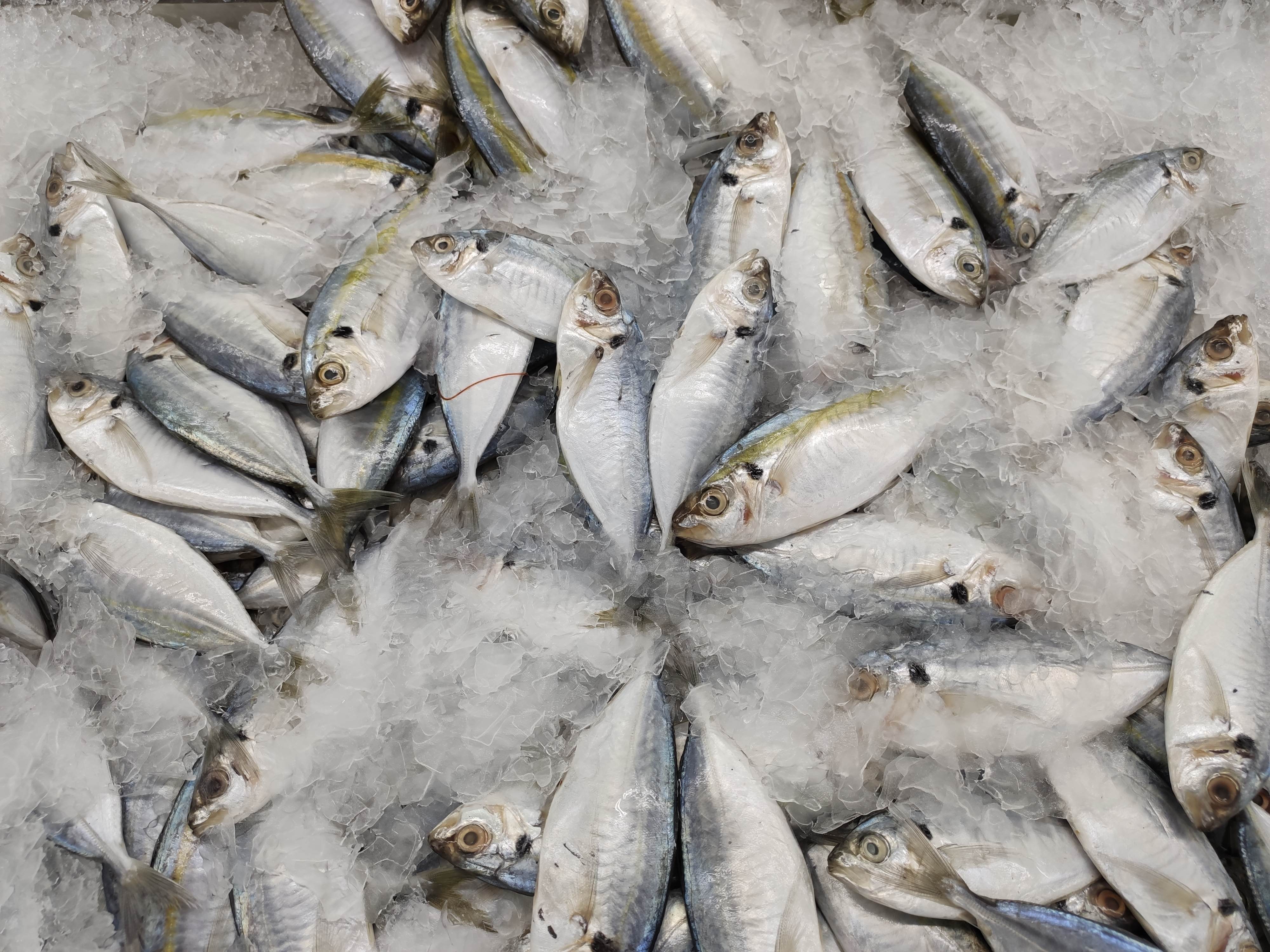 Fresh Seabream
