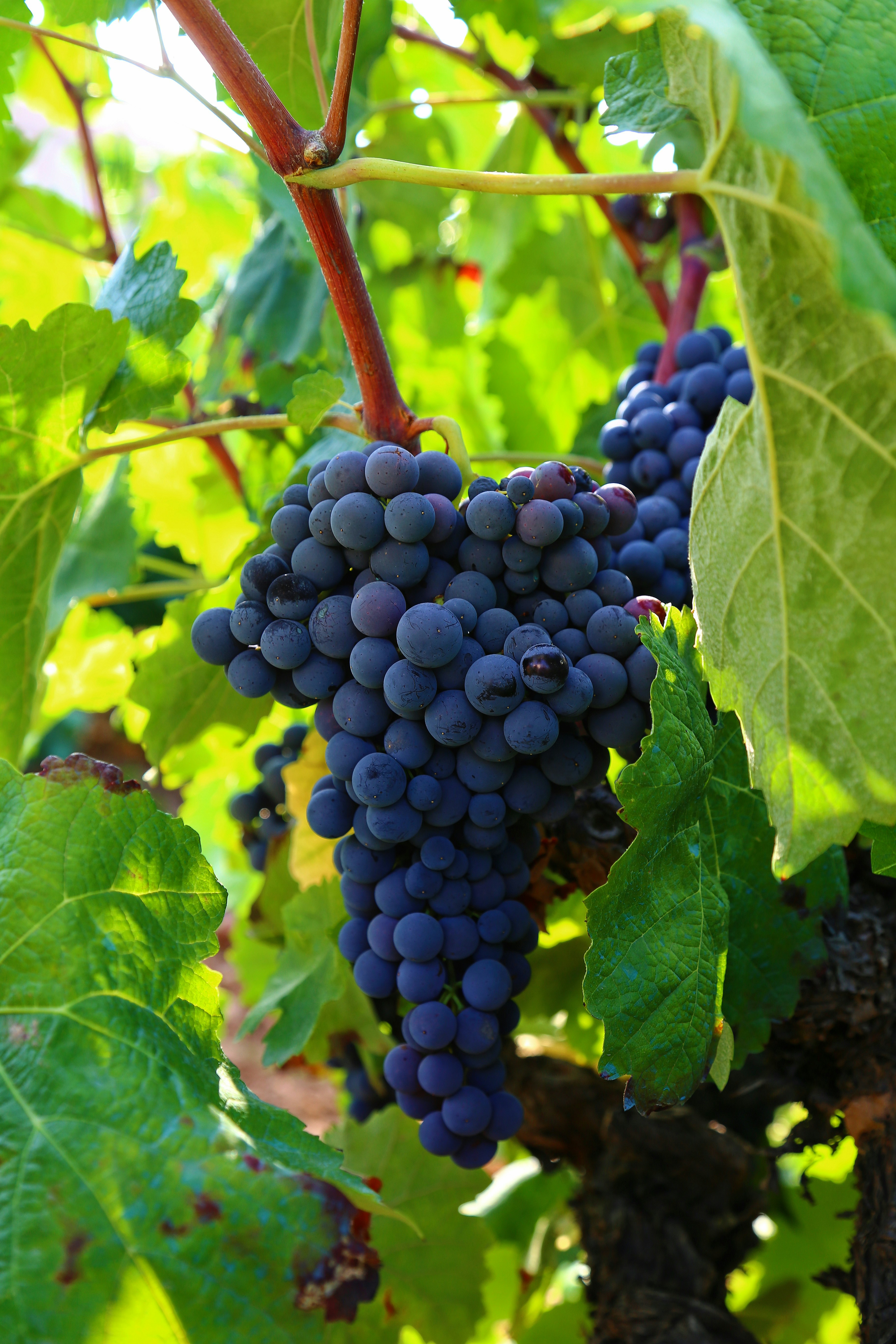 Fresh Grapes