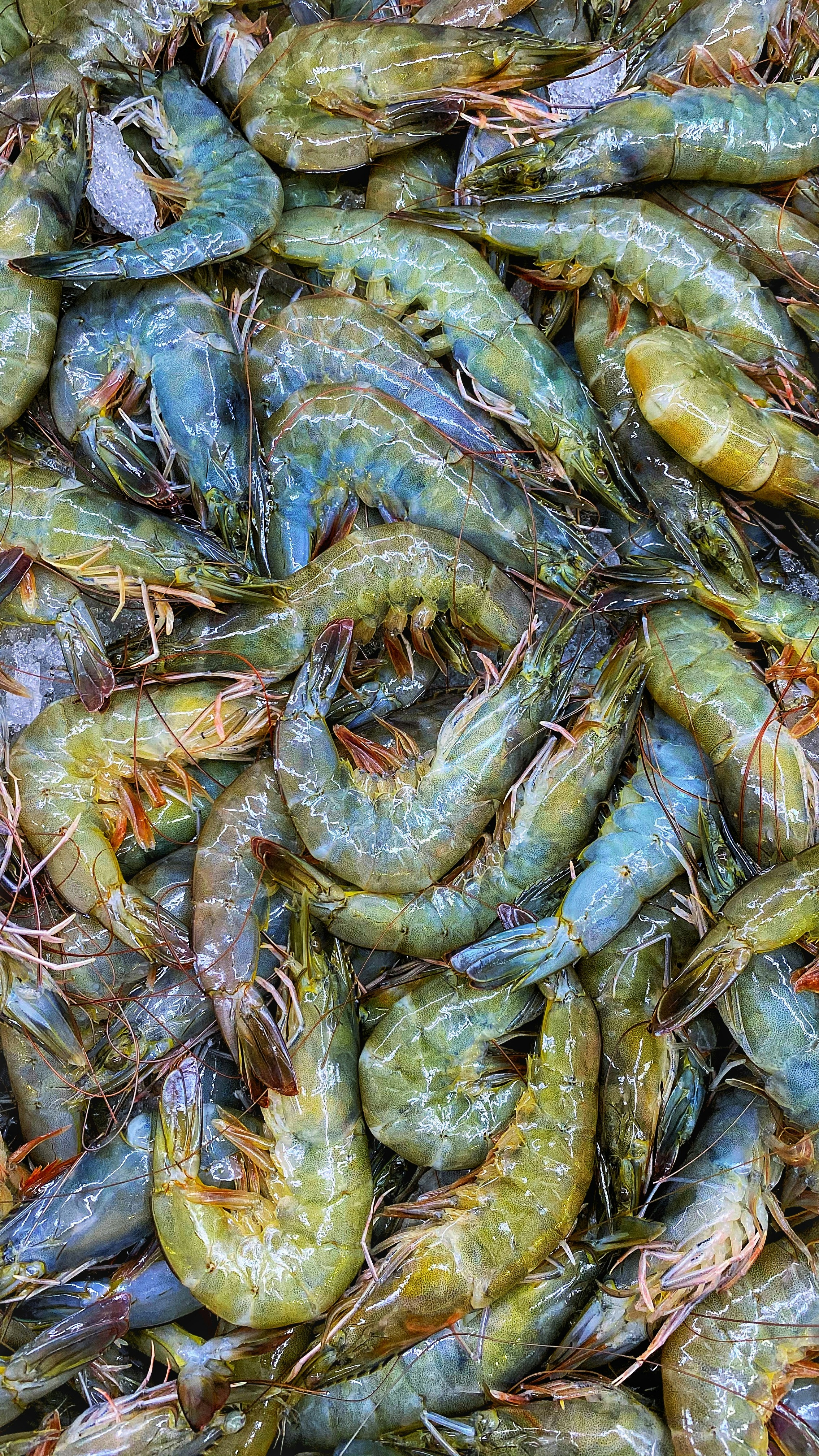Tiger Prawns