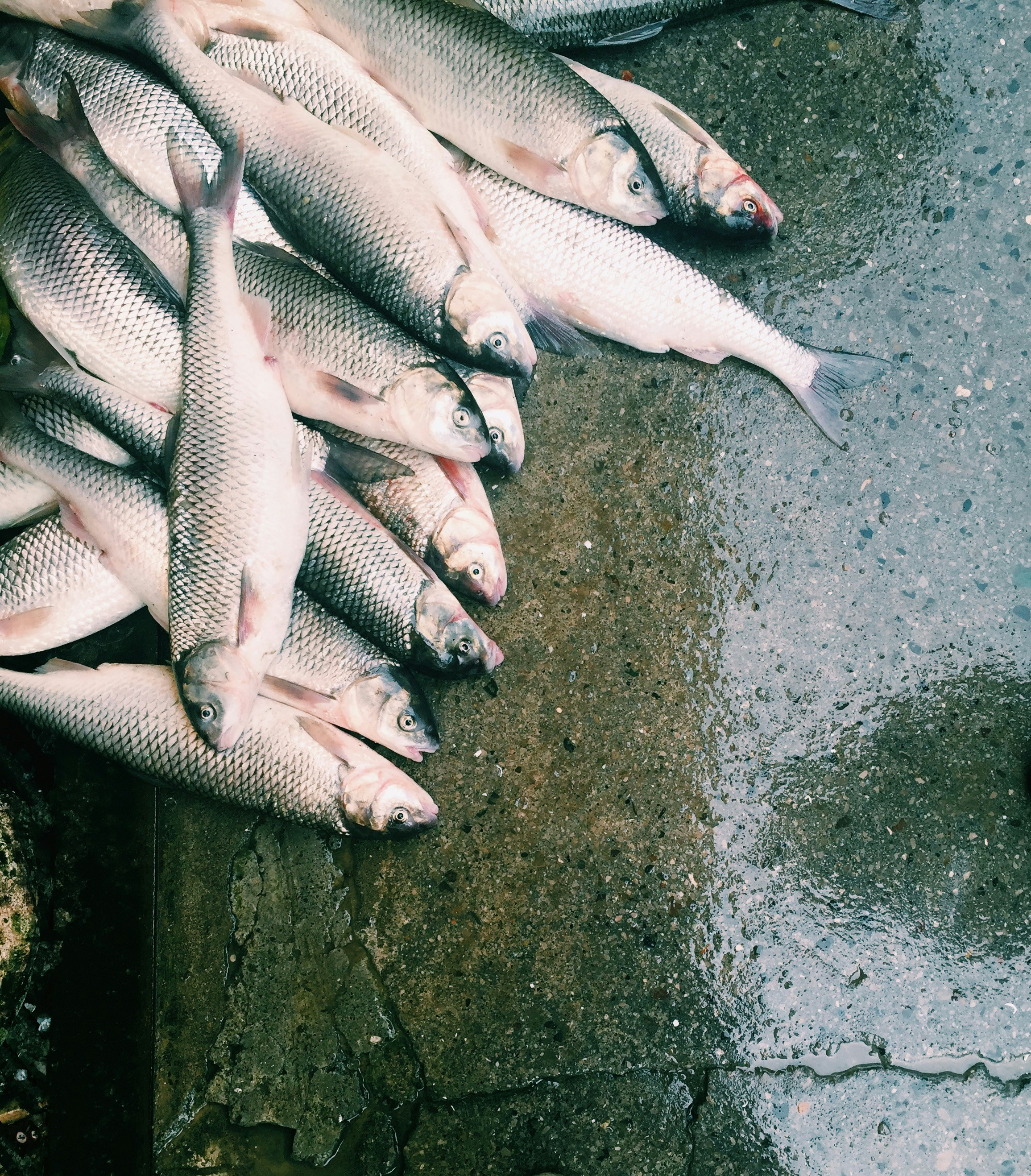 Fresh Trout Fish