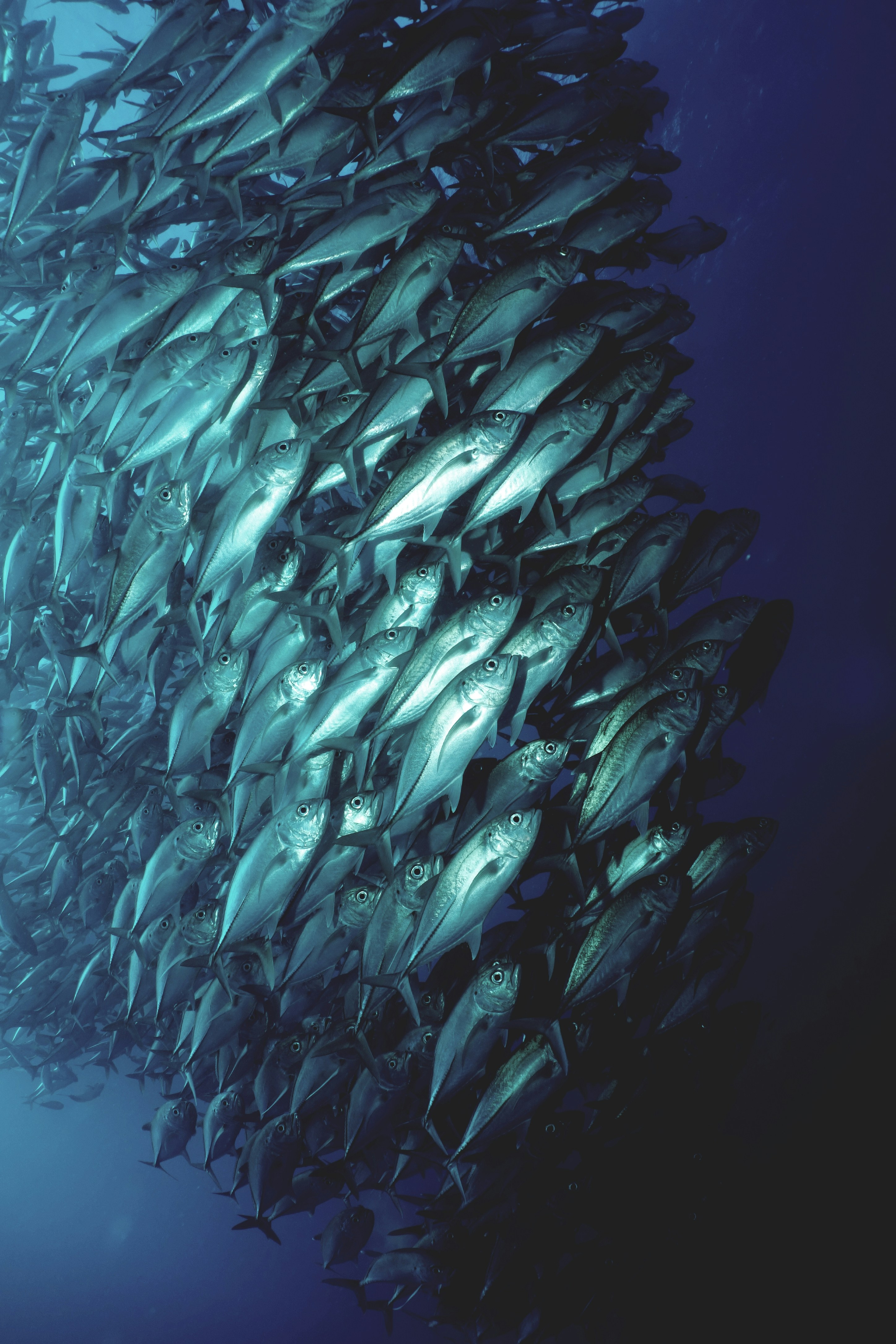 Fresh Tuna